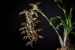 Image of Nodding Catasetum