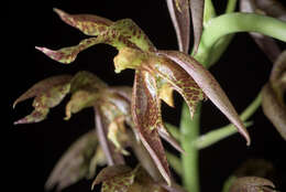 Image of Nodding Catasetum