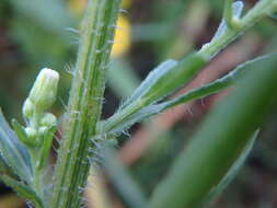 Image of Erigeron floribundus (Kunth) Sch. Bip.