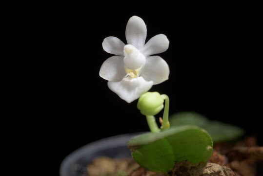 Image of Phalaenopsis parishii Rchb. fil.