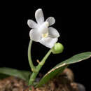 Image of Phalaenopsis parishii Rchb. fil.