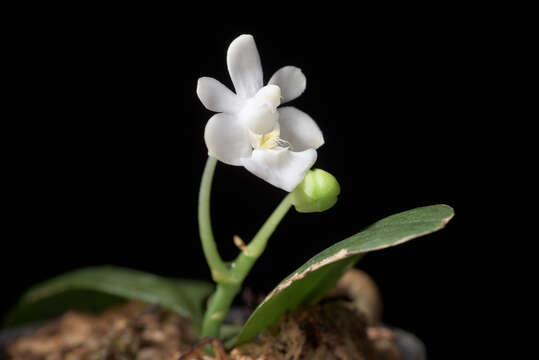 Image of Phalaenopsis parishii Rchb. fil.