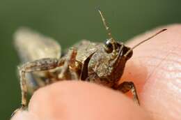 Image of long-horned ground-hopper