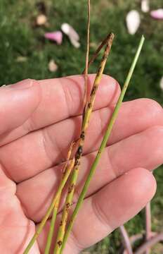 Image de Puccinia austrina McKenzie 2008