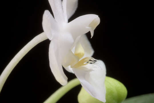 Image of Phalaenopsis parishii Rchb. fil.