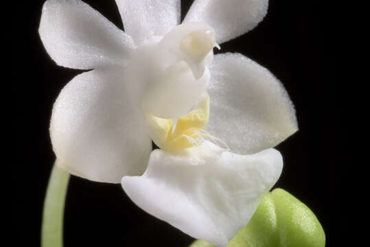 Image of Phalaenopsis parishii Rchb. fil.