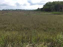 Image of Saltwater Cord Grass