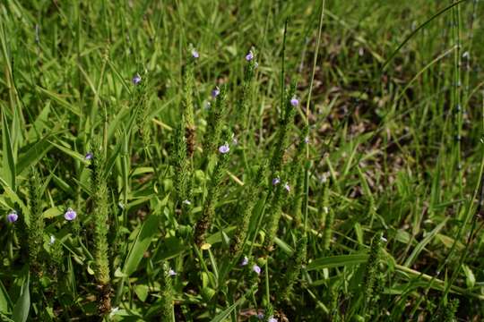 Image of Justicia procumbens var. hirsuta Yamam.