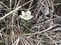 Image of Drummond's anemone