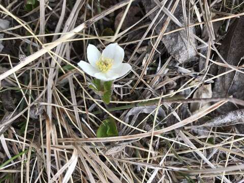 Anemone drummondii S. Wats. resmi