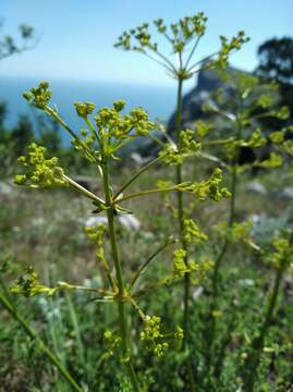 Image of Ferulago campestris (Besser) Grec.