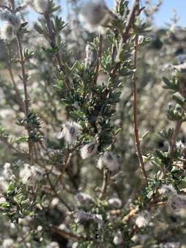 Image de Syncolostemon eriocephalus I. Verd.