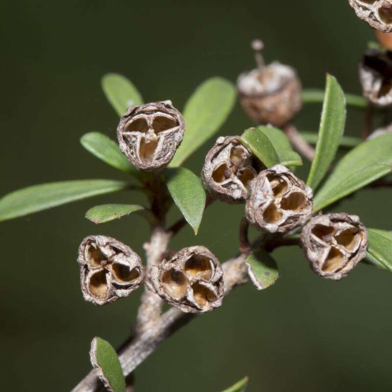 Sivun Kunzea ericoides (A. Rich.) J. Thompson kuva