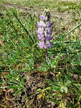 Image of broadleaf lupine