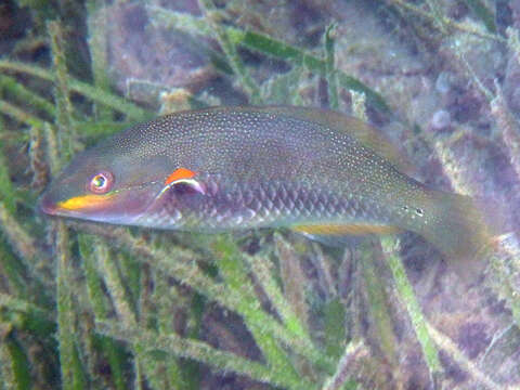 Image of Blue-lined wrasse