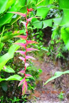 Image of Heliconia chartacea Lane ex Barreiros