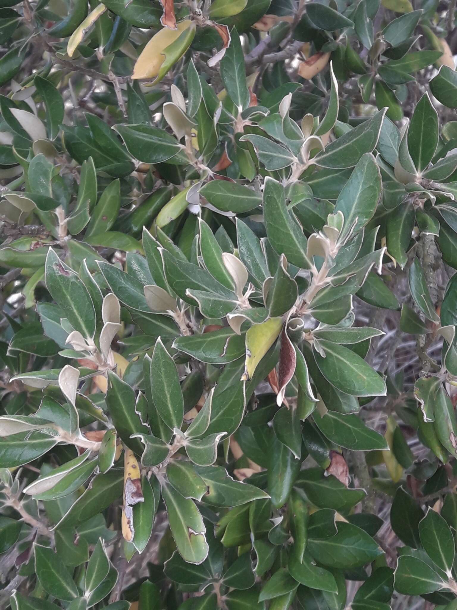 Image of <i>Olearia traversiorum</i>