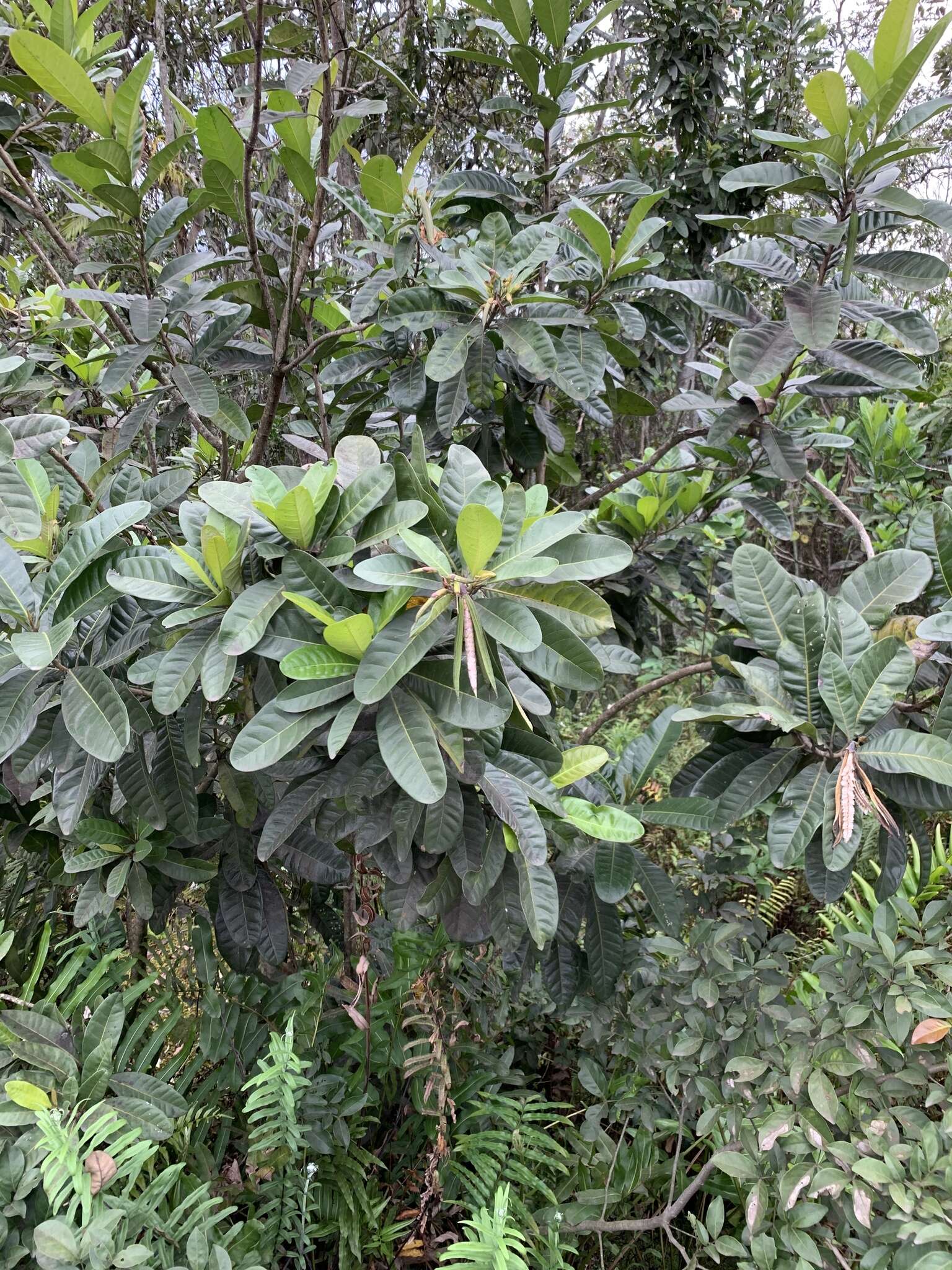 Image of Tabebuia cassinoides (Lam.) DC.