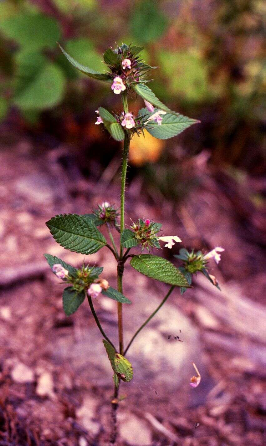 Image of Common hemp nettle