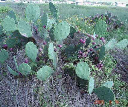 Image of Opuntia dillenii