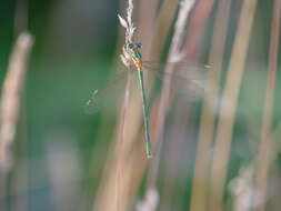 Image of Chalcolestes Kennedy 1920