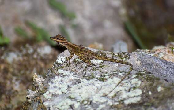 Image of Cave Anole