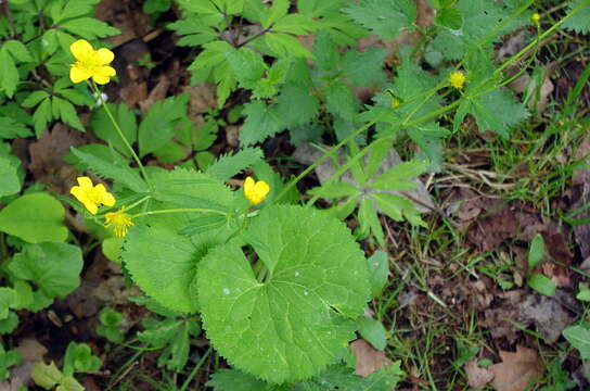 Image of Ranunculus cassubicus L.