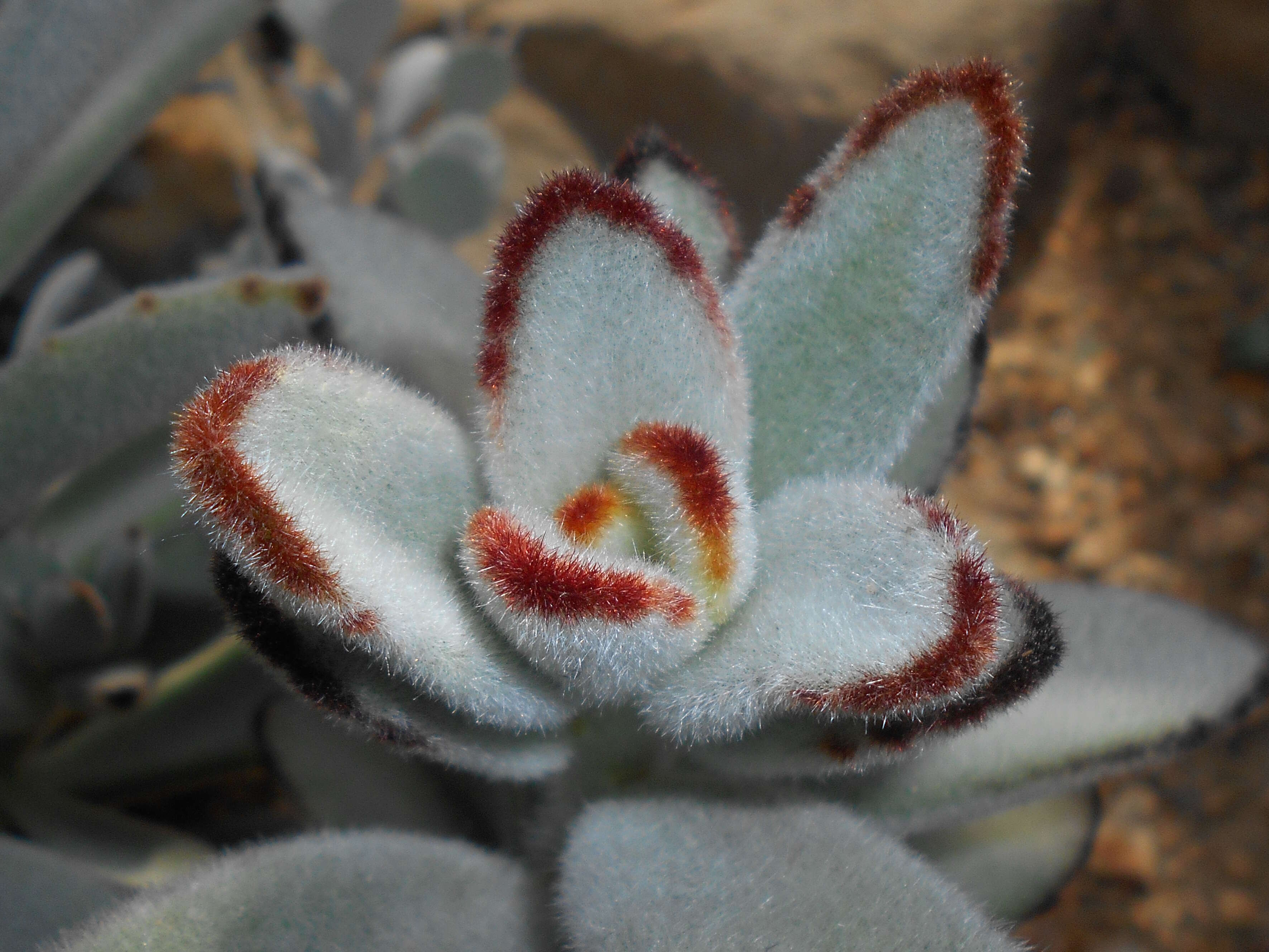 Image of Kalanchoe tomentosa Baker