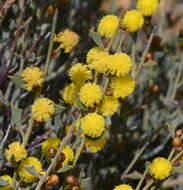 Image of Acacia inaequiloba W. Fitzg.