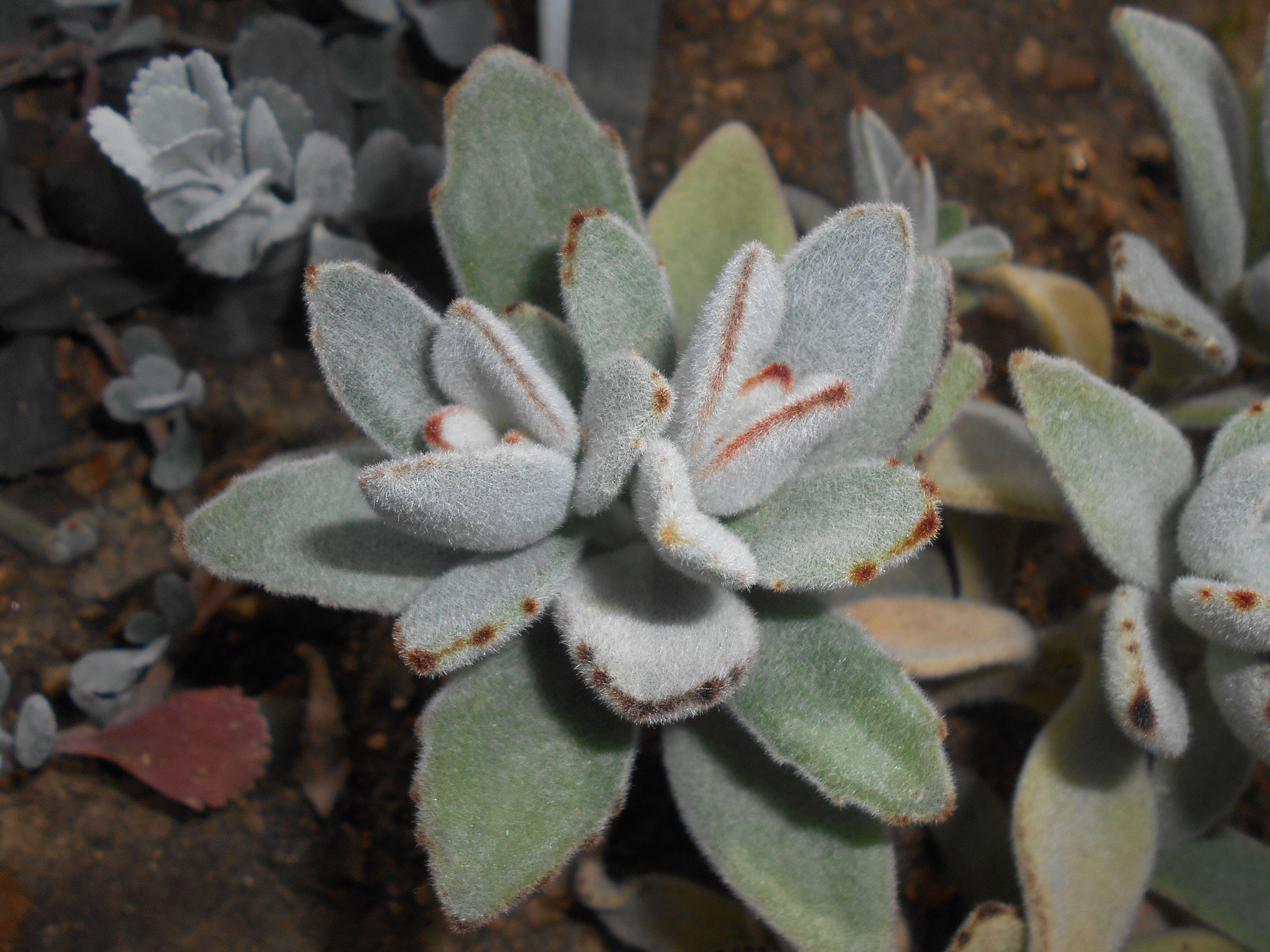 Image of Kalanchoe tomentosa Baker