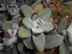 Image of Kalanchoe tomentosa Baker