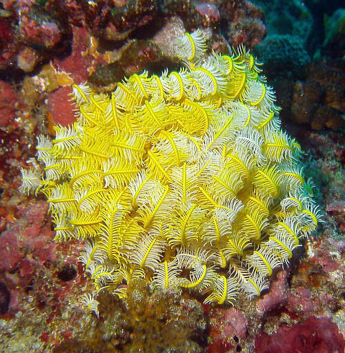 Image of Bottlebrush Feather Star