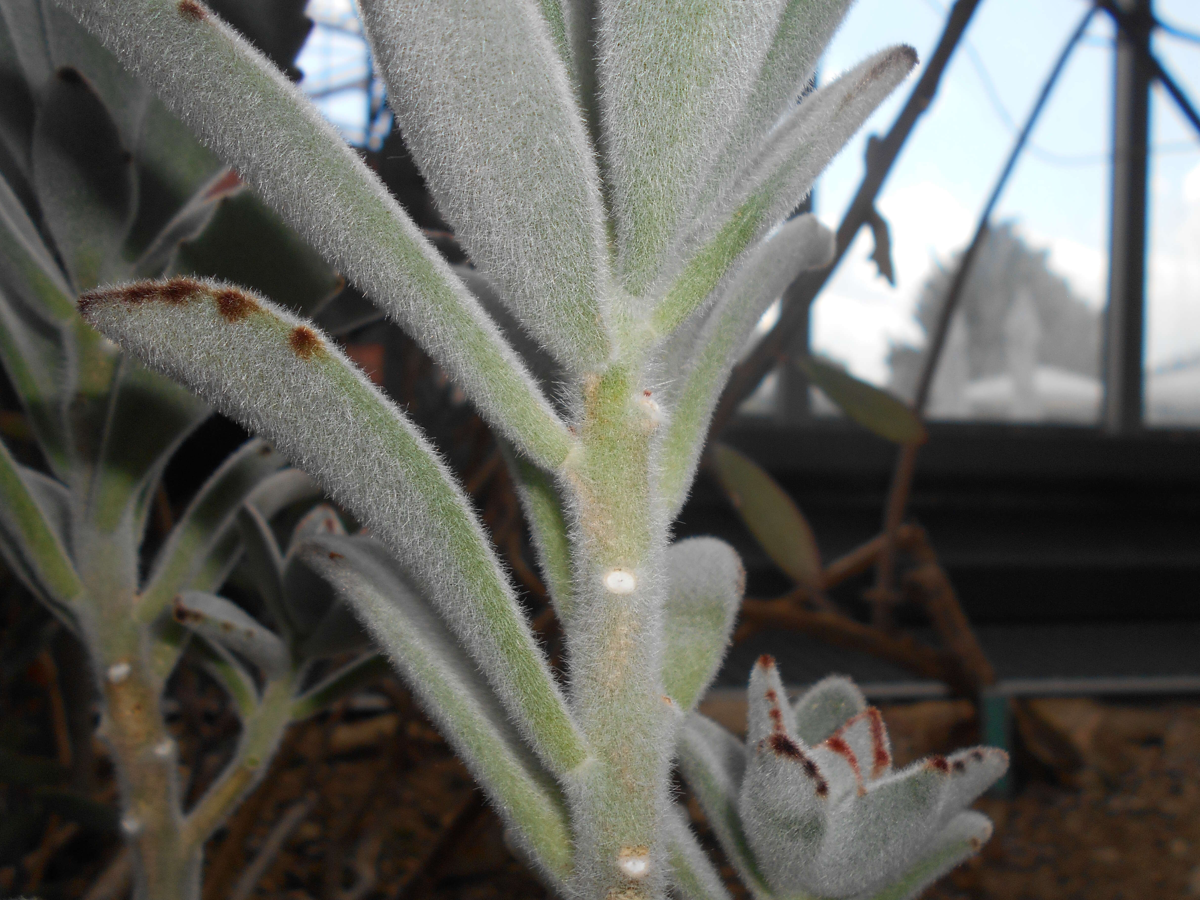 Image of Kalanchoe tomentosa Baker