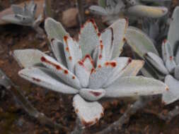 Image of Kalanchoe tomentosa Baker