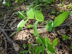 Polygonatum pubescens (Willd.) Pursh resmi