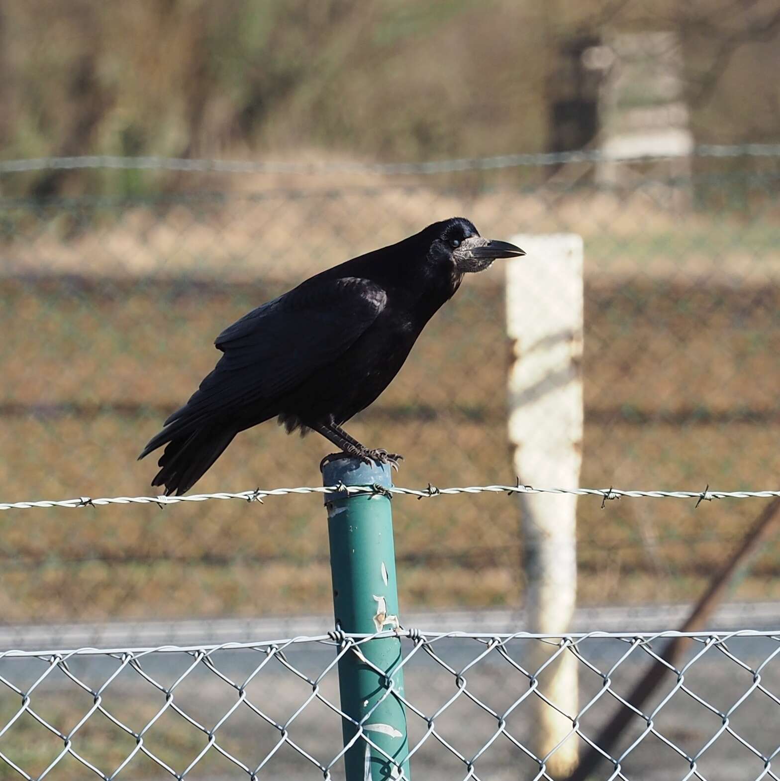 Imagem de Corvus frugilegus Linnaeus 1758