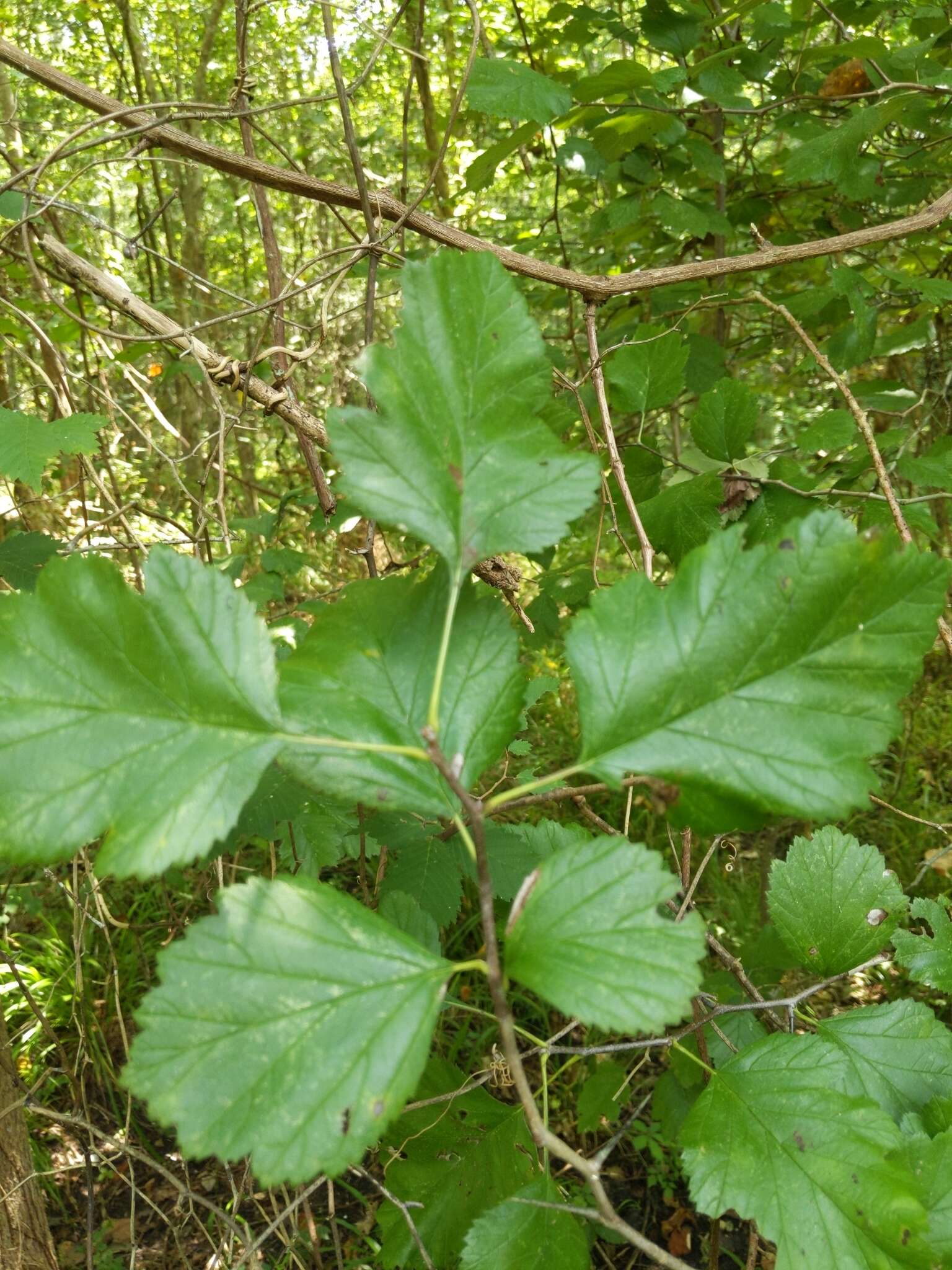 Image de Crataegus mollis (Torr. & Gray) Scheele