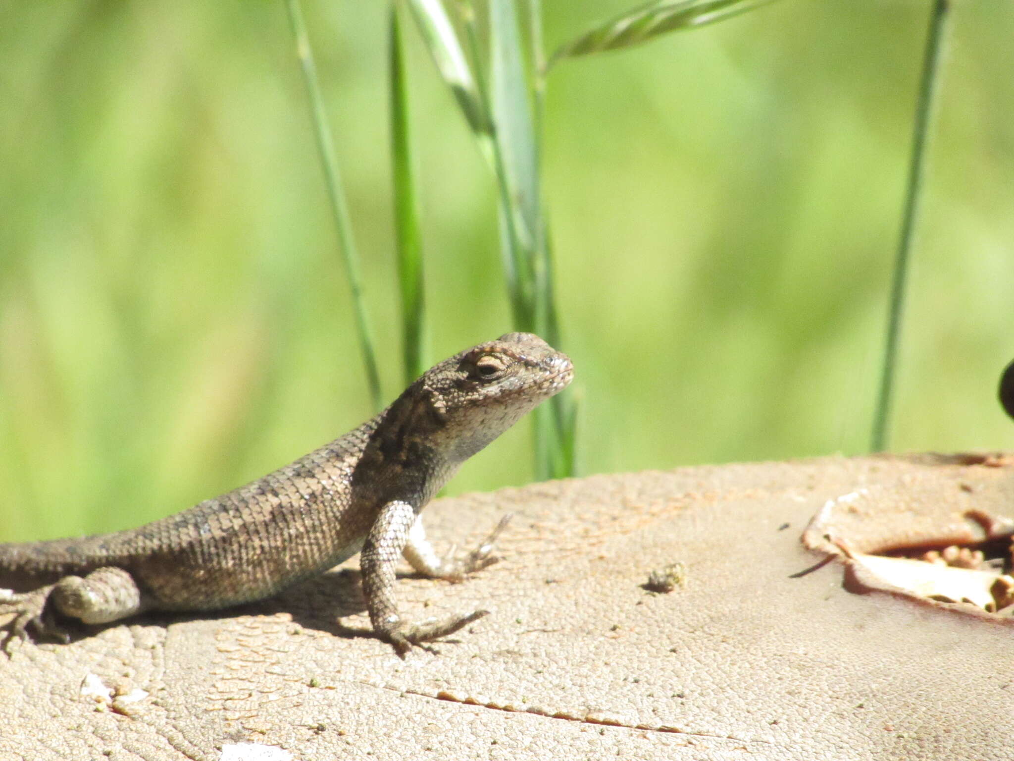 Image of Sceloporus becki Van Denburgh 1905