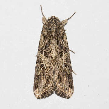 Image of Spodoptera cosmioides Walker 1858