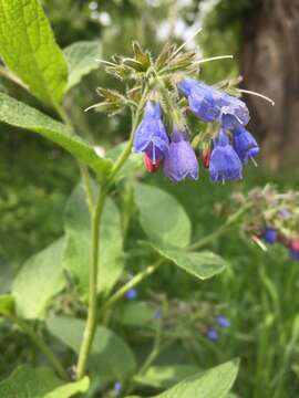 Слика од Symphytum caucasicum M. Bieb.