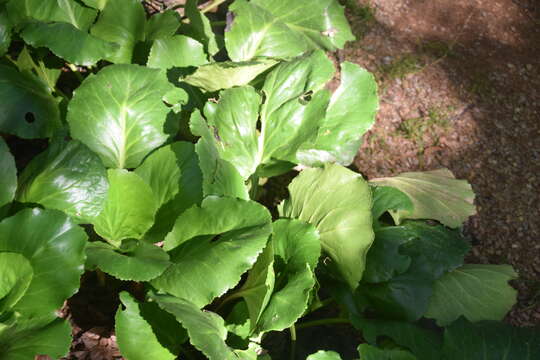 Image of Bergenia stracheyi (Hook. fil. & Thomson) Engl.