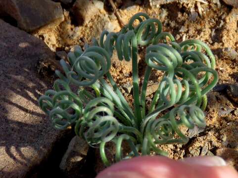 Image of Albuca spiralis L. fil.