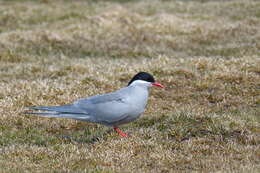 Image de Sterne de Kerguelen