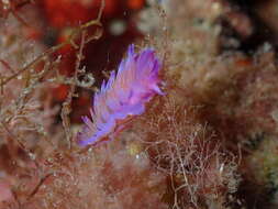 Image of Mediterranean violet aeolid