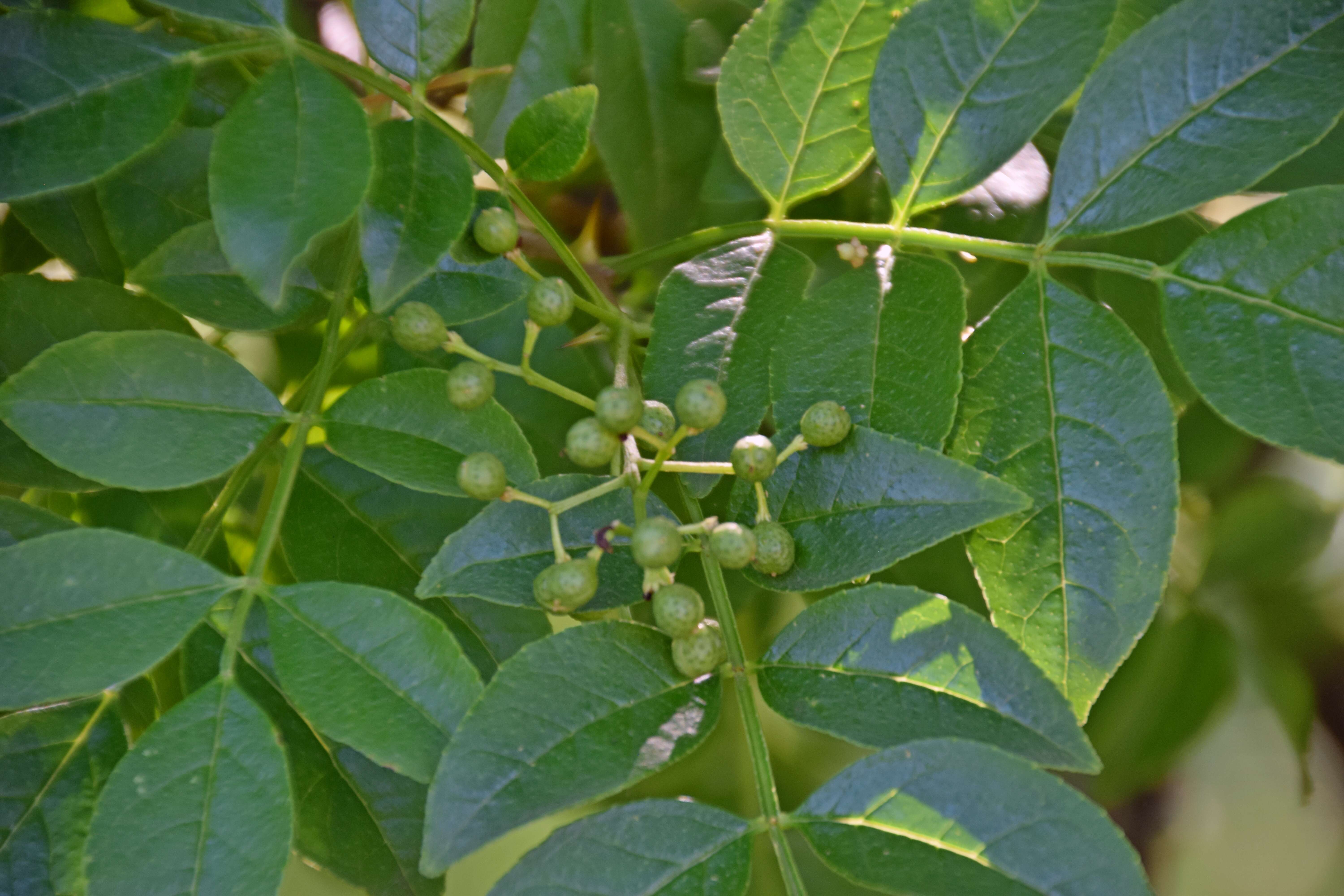 Imagem de Zanthoxylum americanum Mill.