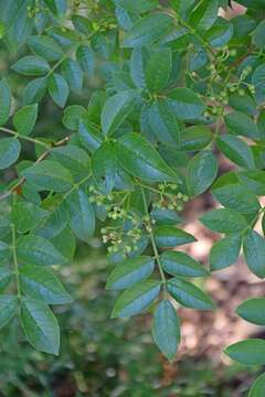 Imagem de Zanthoxylum americanum Mill.