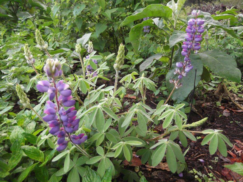 Image of Lupinus mexicanus Lag.