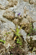 Image of Pinguicula caussensis (Casper) Roccia