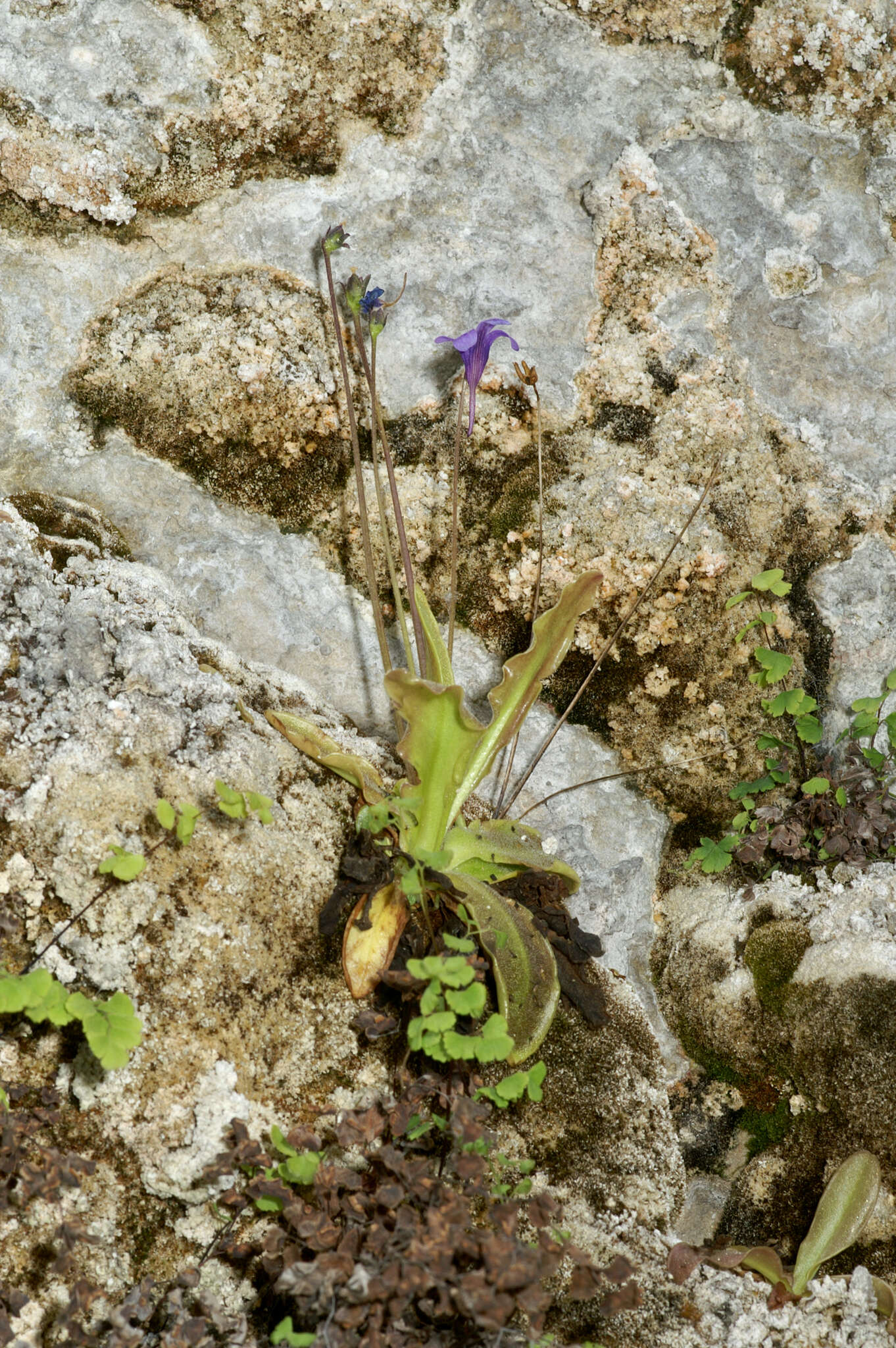 Image of Pinguicula caussensis (Casper) Roccia