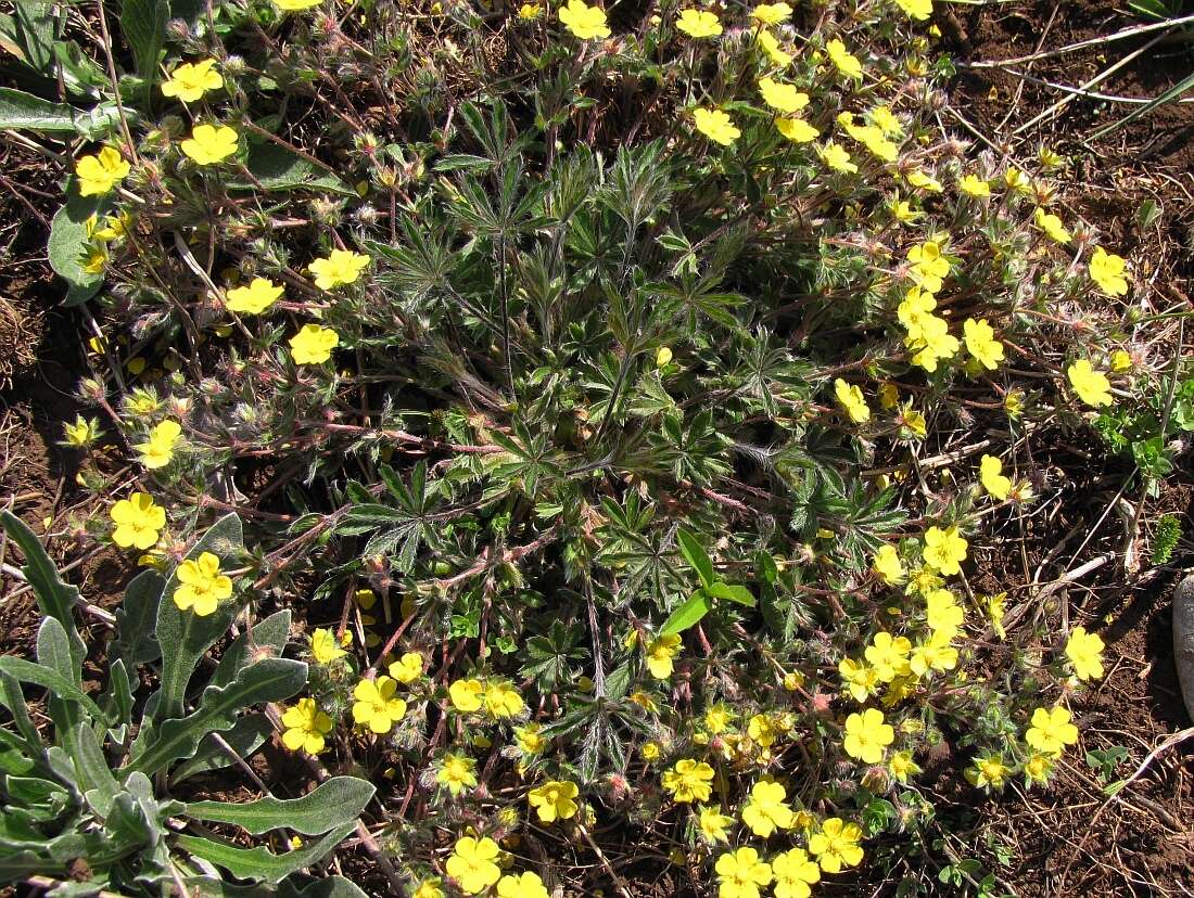 Image of Potentilla heptaphylla subsp. australis (Nyman) Gams